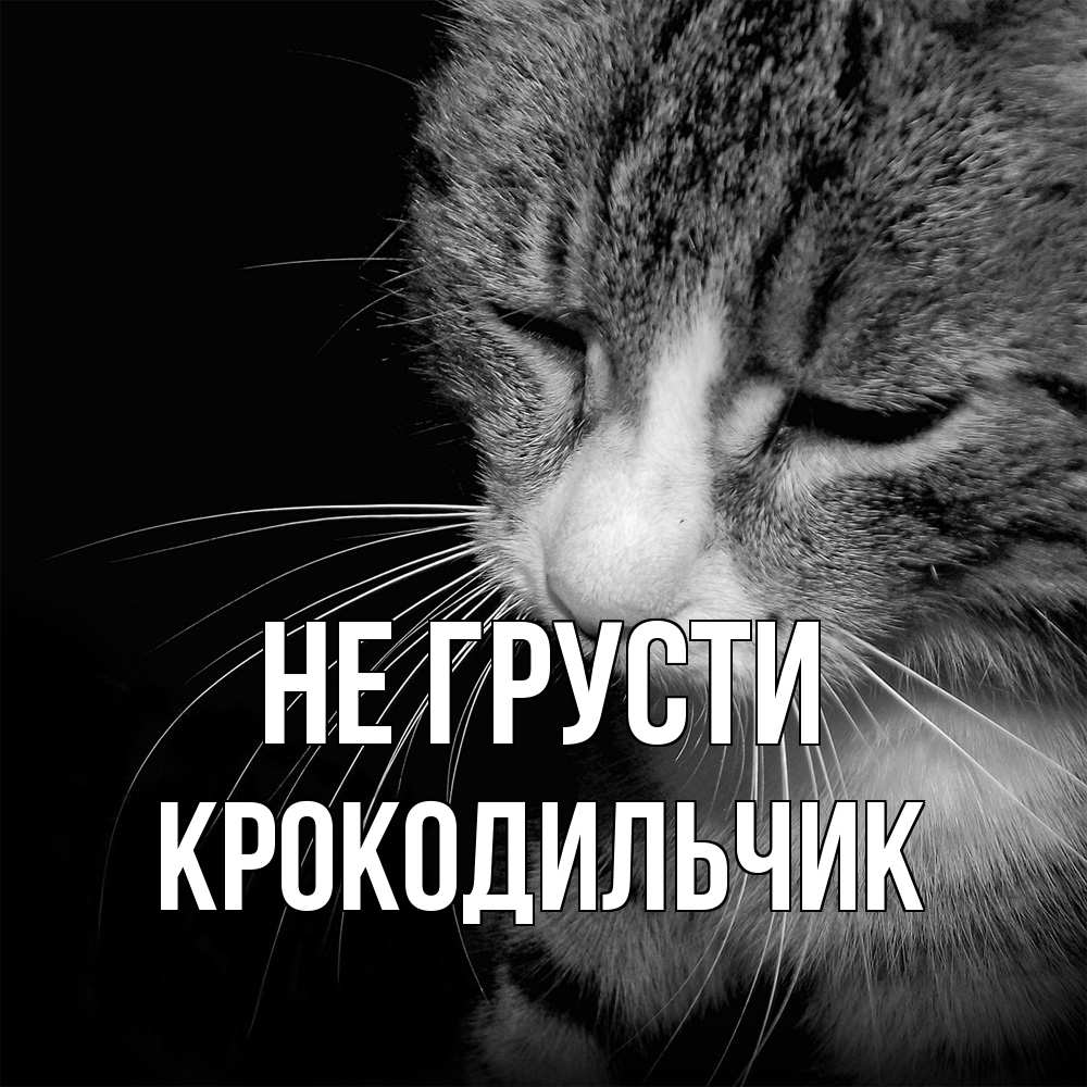 Открытка на каждый день с именем, Крокодильчик Не грусти грустный котик Прикольная открытка с пожеланием онлайн скачать бесплатно 