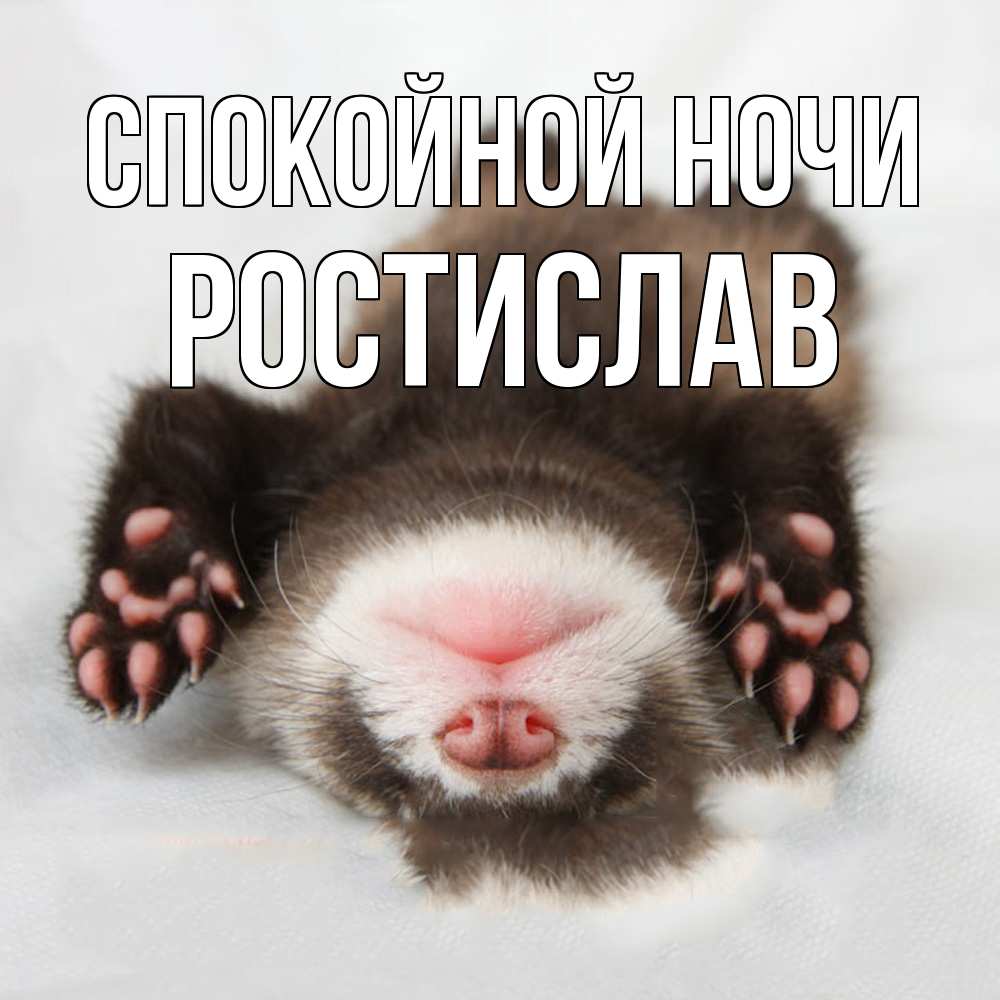 Открытка на каждый день с именем, Ростислав Спокойной ночи зверек Прикольная открытка с пожеланием онлайн скачать бесплатно 