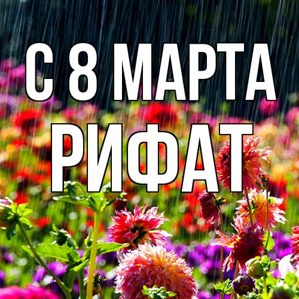 Открытка на каждый день с именем, Рифат C 8 МАРТА цветы под дождиком к международному женскому дню Прикольная открытка с пожеланием онлайн скачать бесплатно 