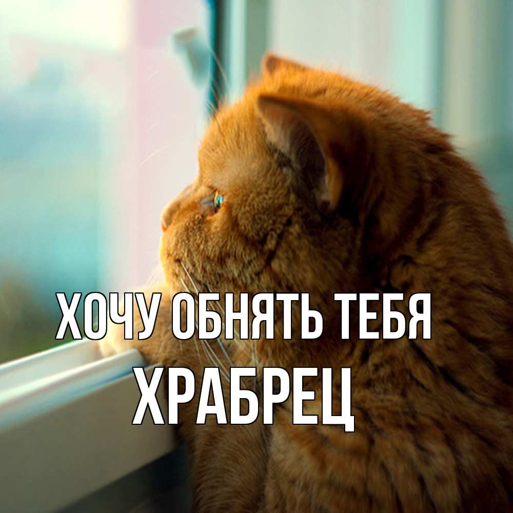 Открытка на каждый день с именем, Храбрец Хочу обнять тебя большой огромный рыжий котяра Прикольная открытка с пожеланием онлайн скачать бесплатно 