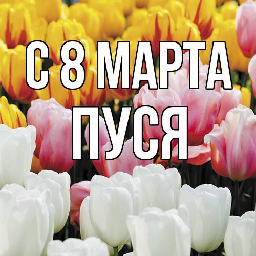 Открытка на каждый день с именем, Пуся C 8 МАРТА разноцветные цветы Прикольная открытка с пожеланием онлайн скачать бесплатно 