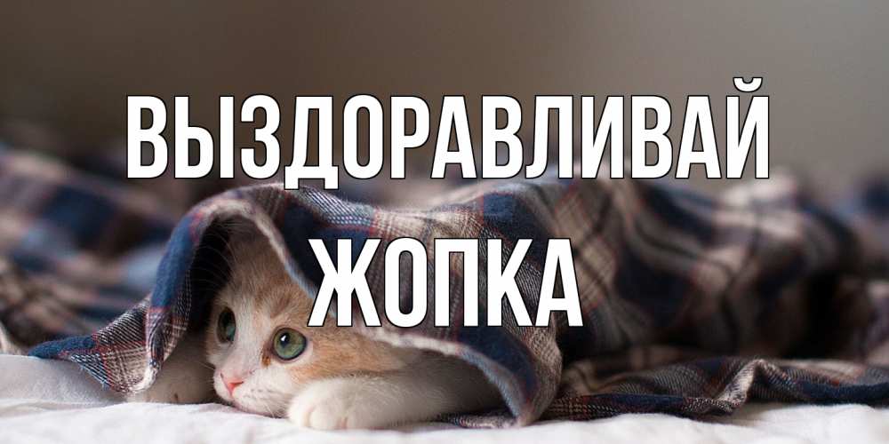 Открытка на каждый день с именем, Жопка Выздоравливай не болейте с котиком Прикольная открытка с пожеланием онлайн скачать бесплатно 