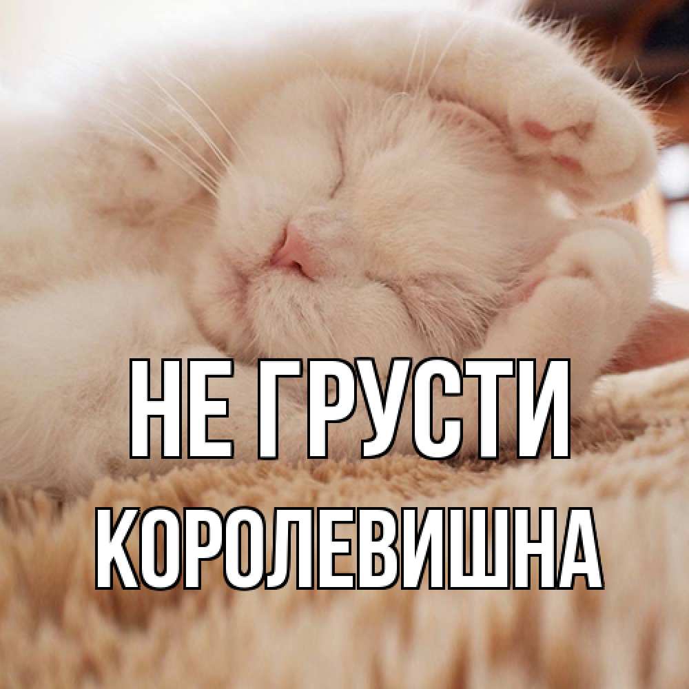 Открытка на каждый день с именем, Королевишна Не грусти белый кот Прикольная открытка с пожеланием онлайн скачать бесплатно 