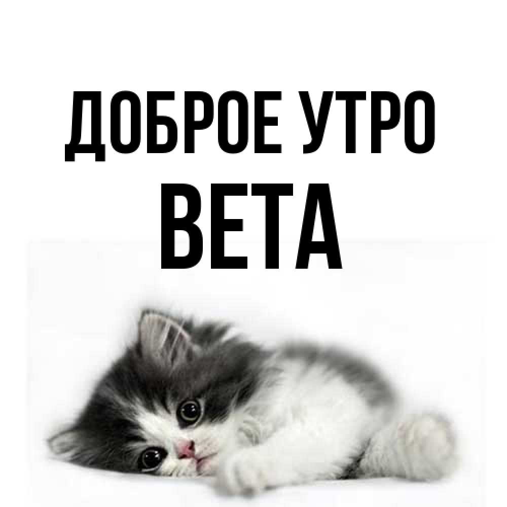 Открытка на каждый день с именем, Вета Доброе утро кот лапки Прикольная открытка с пожеланием онлайн скачать бесплатно 