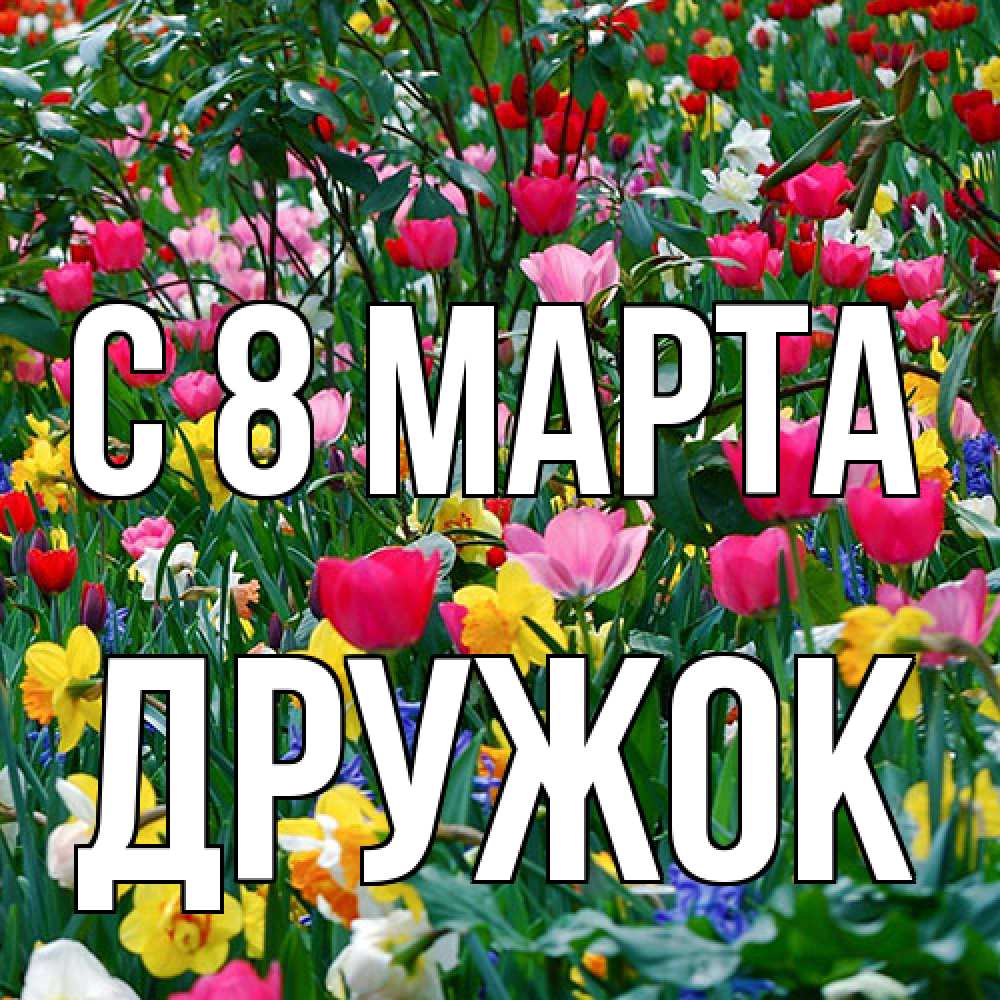 Открытка на каждый день с именем, Дружок C 8 МАРТА с международным женским днем поздравления для женщины Прикольная открытка с пожеланием онлайн скачать бесплатно 