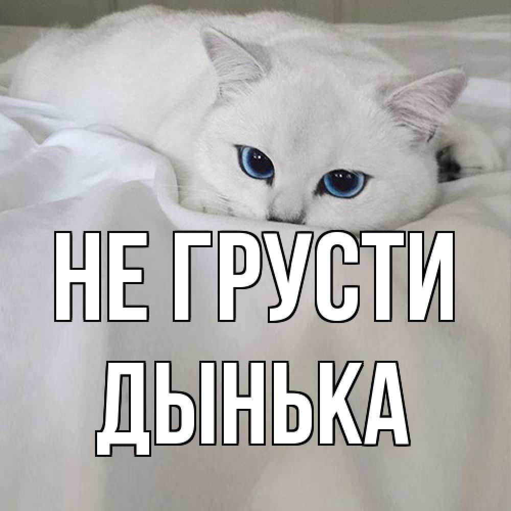 Открытка на каждый день с именем, Дынька Не грусти белый кот с голубыми глазами на белоснежной кровати Прикольная открытка с пожеланием онлайн скачать бесплатно 