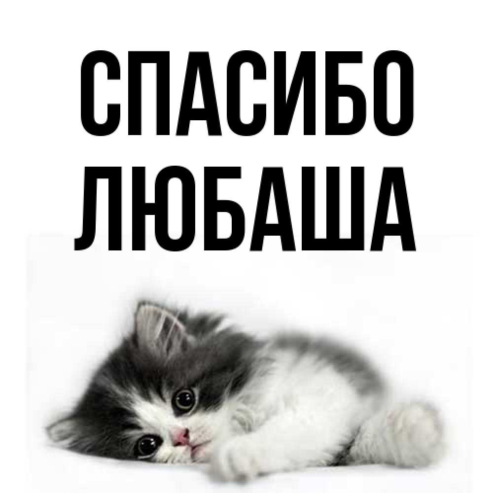 Открытка на каждый день с именем, Любаша Спасибо черный и белый кот Прикольная открытка с пожеланием онлайн скачать бесплатно 