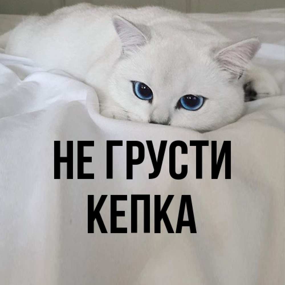 Открытка на каждый день с именем, Кепка Не грусти Голубоглазая кошка Прикольная открытка с пожеланием онлайн скачать бесплатно 