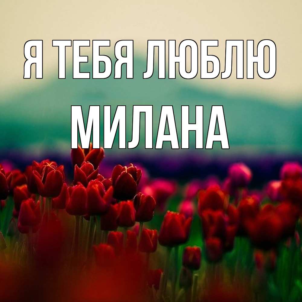 Открытка на каждый день с именем, Милана Я тебя люблю тюльпаны 4 Прикольная открытка с пожеланием онлайн скачать бесплатно 