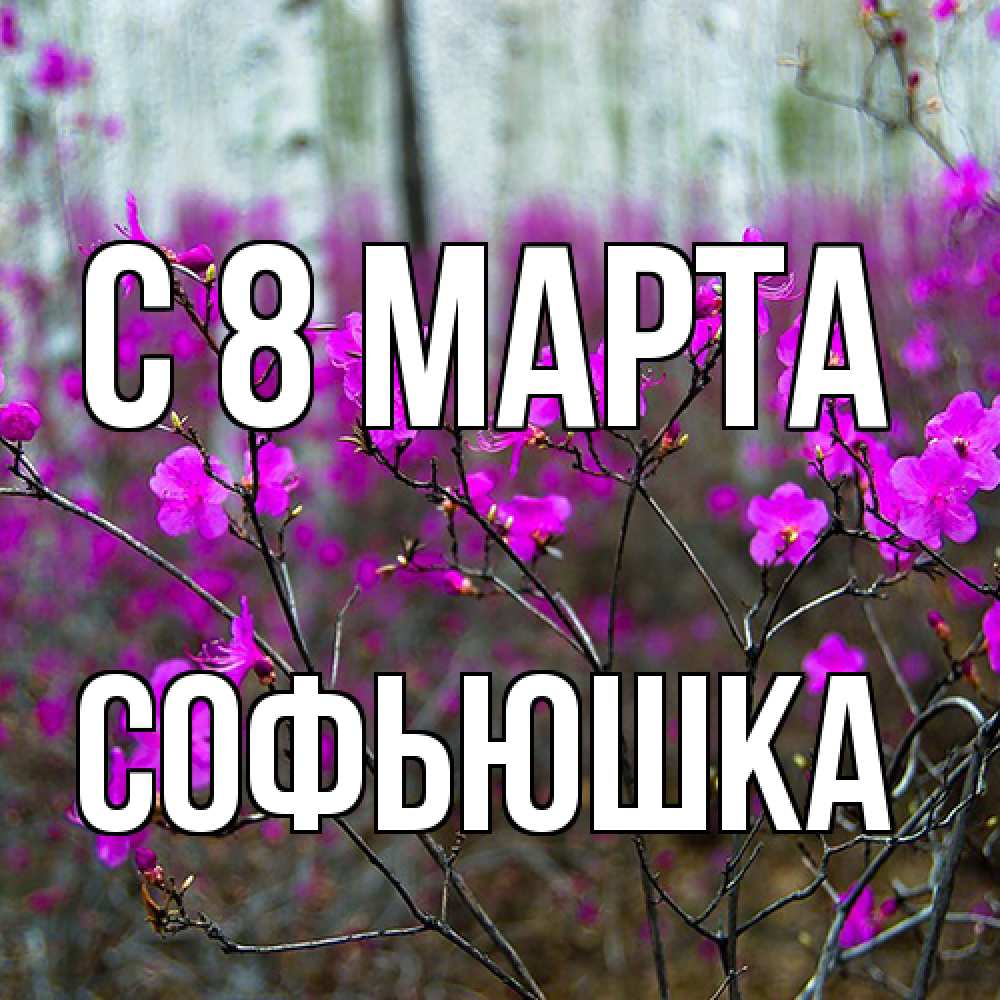 Открытка на каждый день с именем, Софьюшка C 8 МАРТА дикие цветы Прикольная открытка с пожеланием онлайн скачать бесплатно 