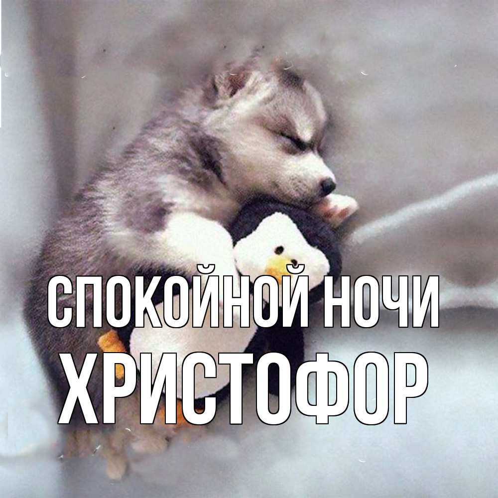 Открытка на каждый день с именем, Христофор Спокойной ночи обнимашки щенка и пингвина Прикольная открытка с пожеланием онлайн скачать бесплатно 