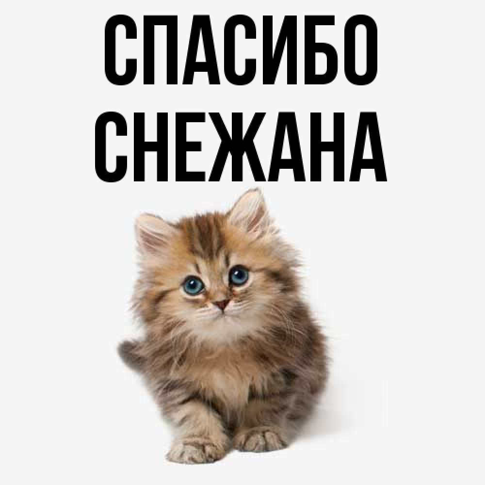 Открытка на каждый день с именем, Снежана Спасибо пушистый котик Прикольная открытка с пожеланием онлайн скачать бесплатно 