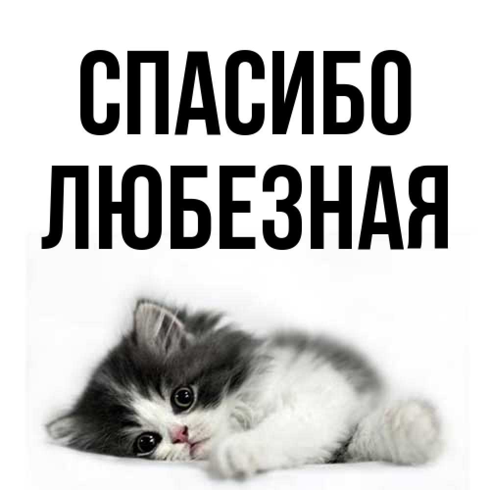 Открытка на каждый день с именем, любезная Спасибо черный и белый кот Прикольная открытка с пожеланием онлайн скачать бесплатно 