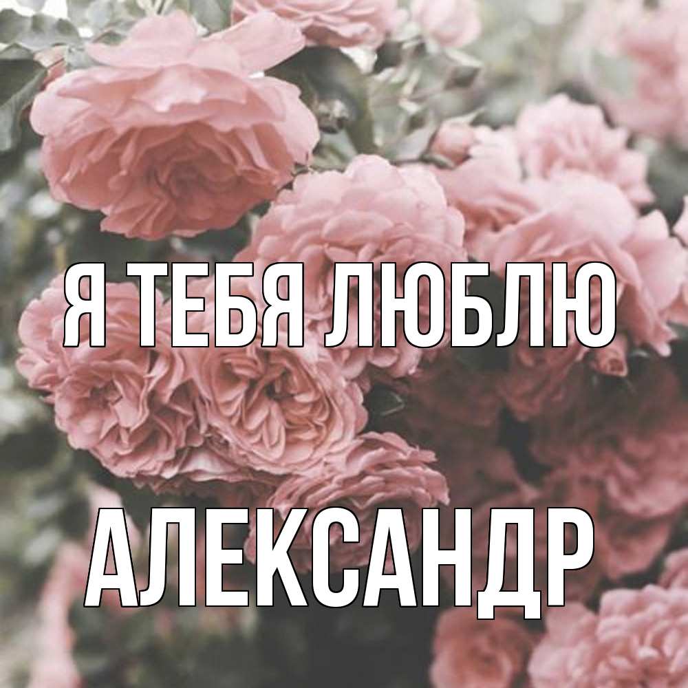 Открытка на каждый день с именем, Александр Я тебя люблю розы 3 Прикольная открытка с пожеланием онлайн скачать бесплатно 