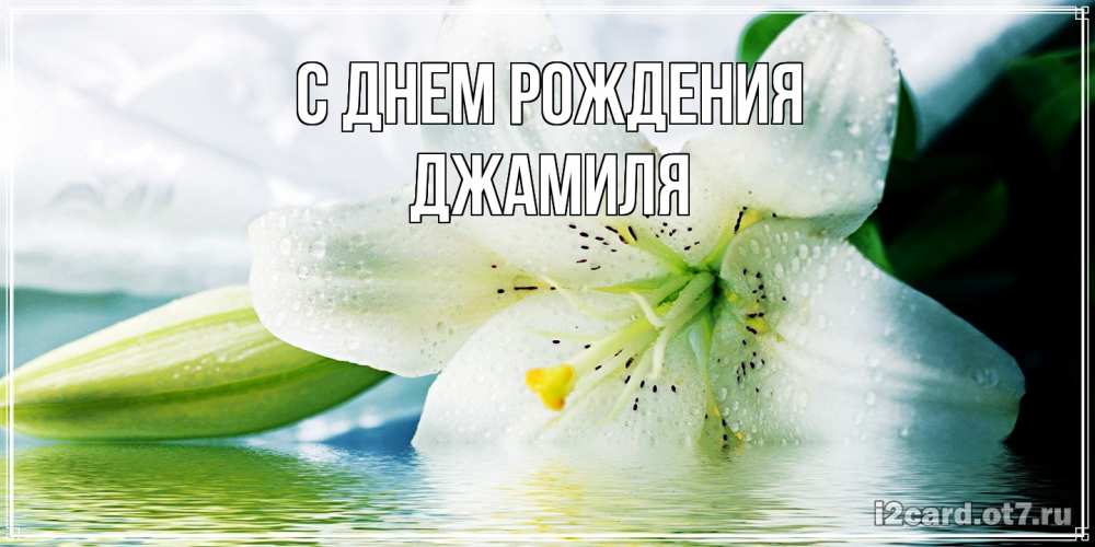 Открытка на каждый день с именем, Джамиля С днем рождения лилия на открытке ко дню рождения Прикольная открытка с пожеланием онлайн скачать бесплатно 
