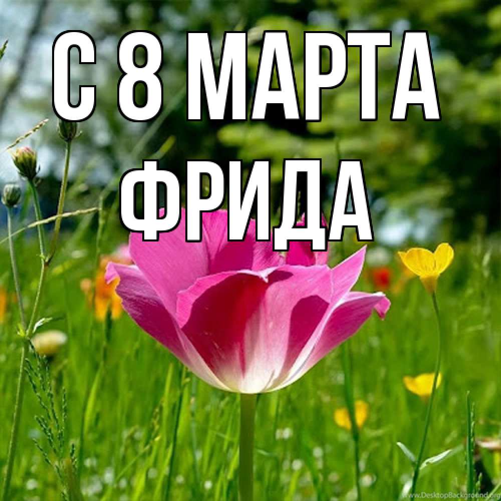 Открытка на каждый день с именем, Фрида C 8 МАРТА полевые цветы Прикольная открытка с пожеланием онлайн скачать бесплатно 