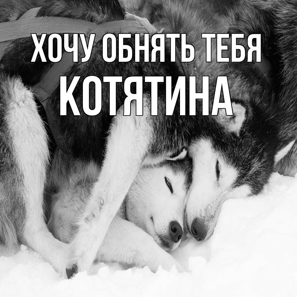 Открытка на каждый день с именем, Котятина Хочу обнять тебя собачки в упряжке Прикольная открытка с пожеланием онлайн скачать бесплатно 