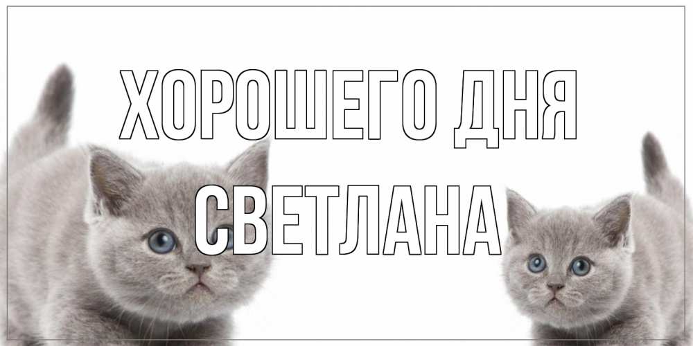 Открытка на каждый день с именем, Светлана Хорошего дня открытка с котами Прикольная открытка с пожеланием онлайн скачать бесплатно 