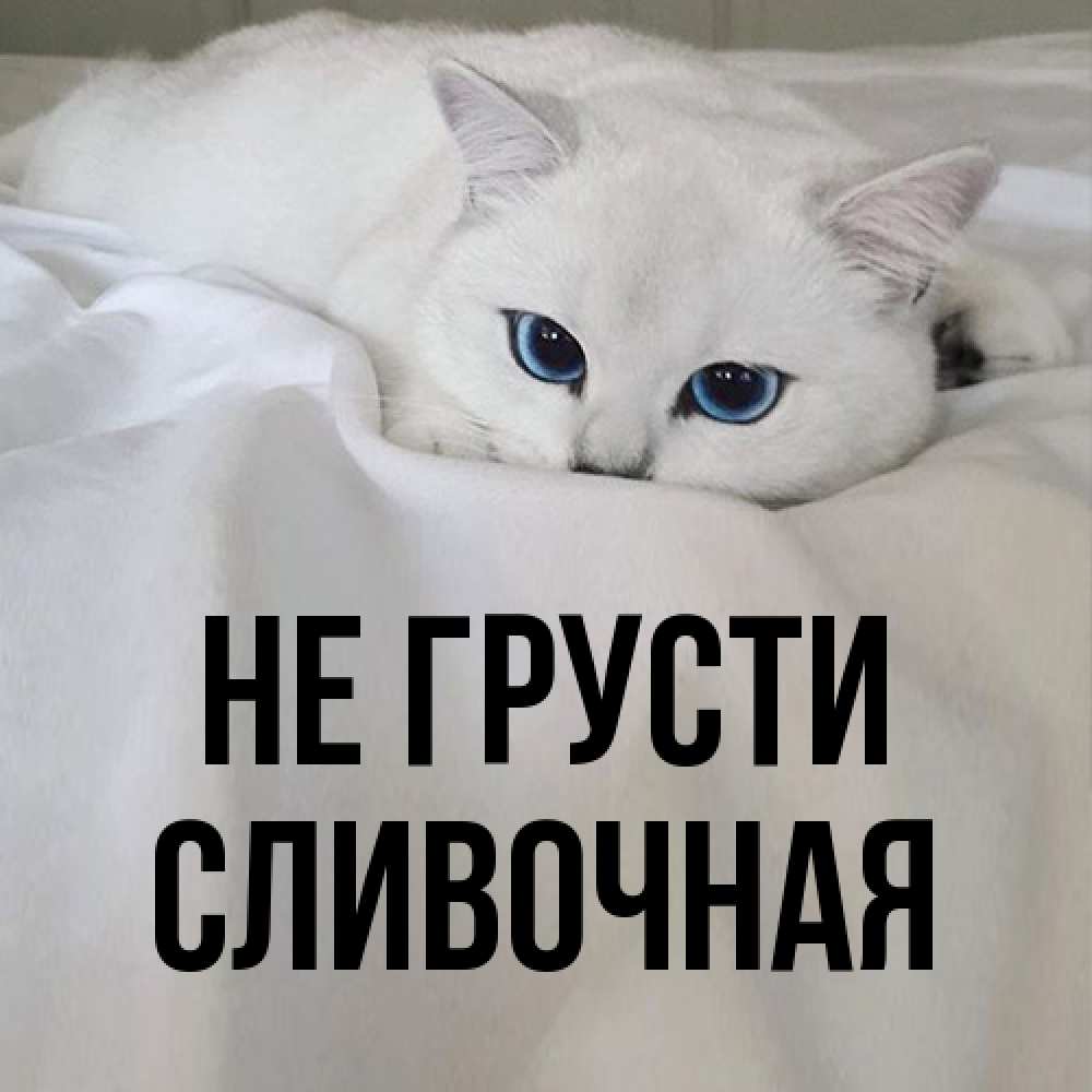 Открытка на каждый день с именем, Сливочная Не грусти Голубоглазая кошка Прикольная открытка с пожеланием онлайн скачать бесплатно 
