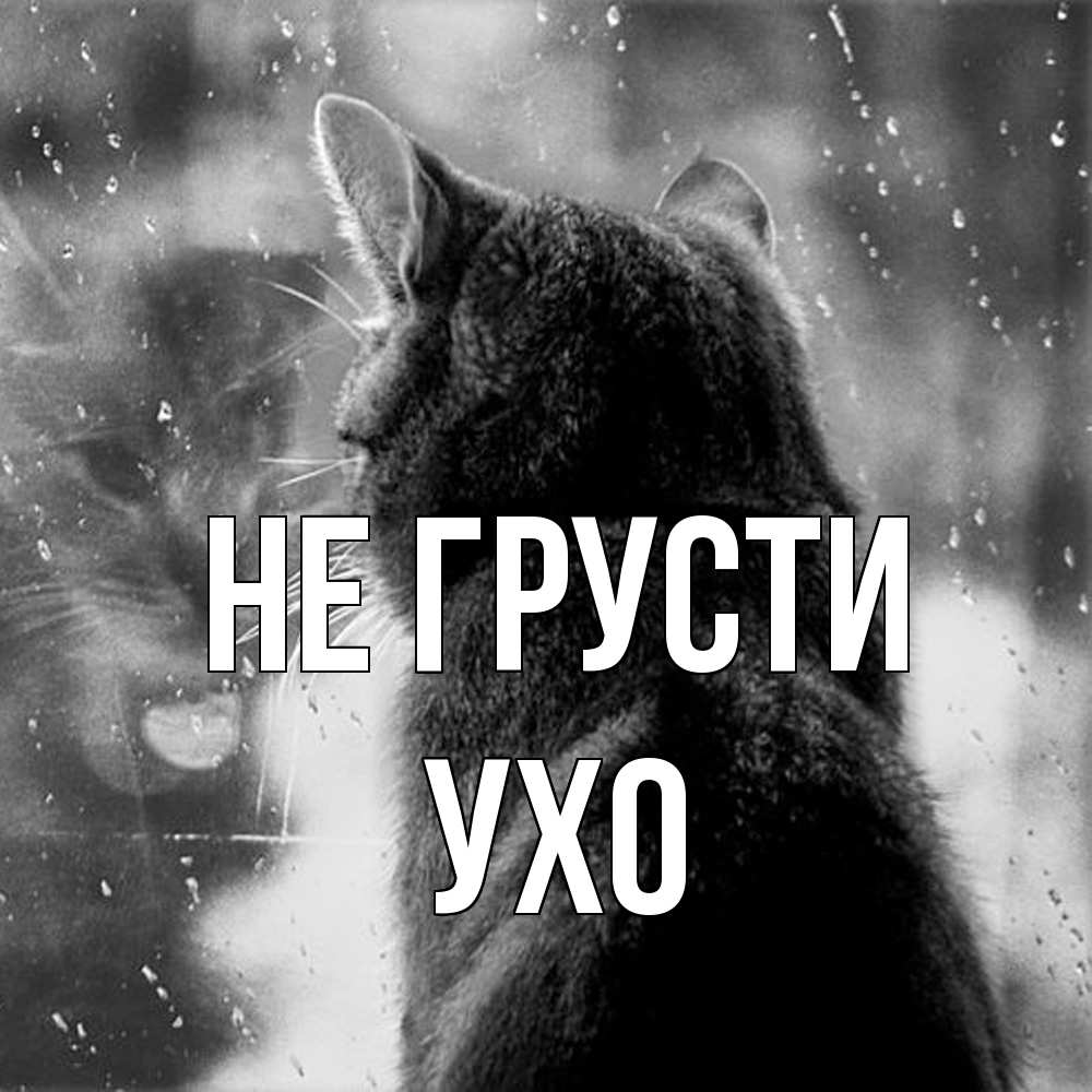 Открытка на каждый день с именем, Ухо Не грусти отражение кота 1 Прикольная открытка с пожеланием онлайн скачать бесплатно 