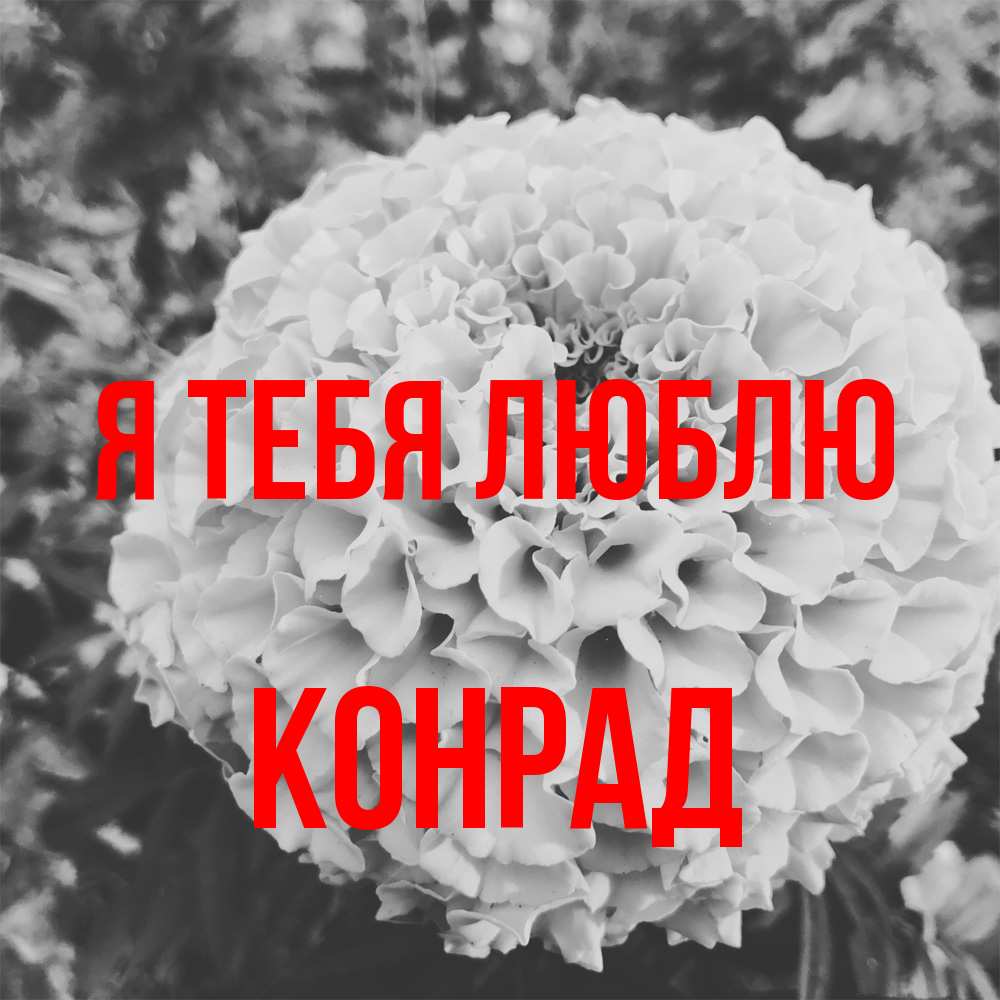 Открытка на каждый день с именем, Конрад Я тебя люблю подпись Прикольная открытка с пожеланием онлайн скачать бесплатно 