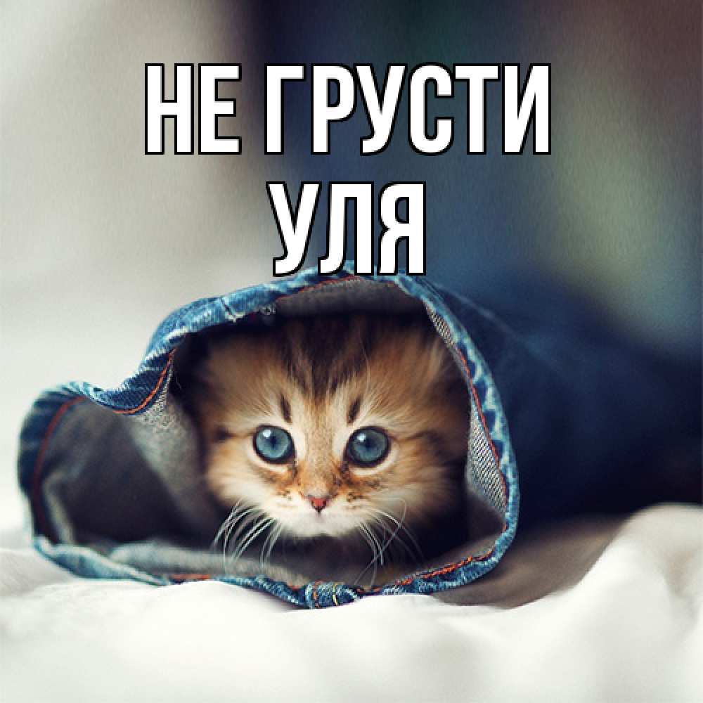 Открытка на каждый день с именем, Уля Не грусти кот в одежде Прикольная открытка с пожеланием онлайн скачать бесплатно 