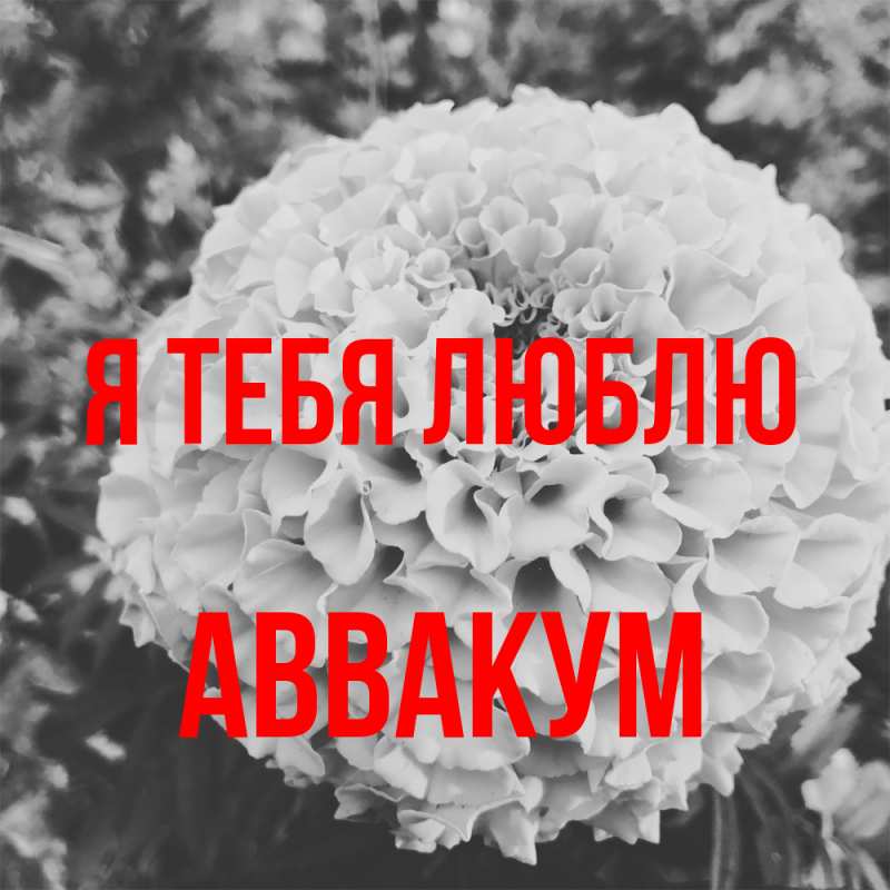 Картинка Я тебя люблю, Аввакум