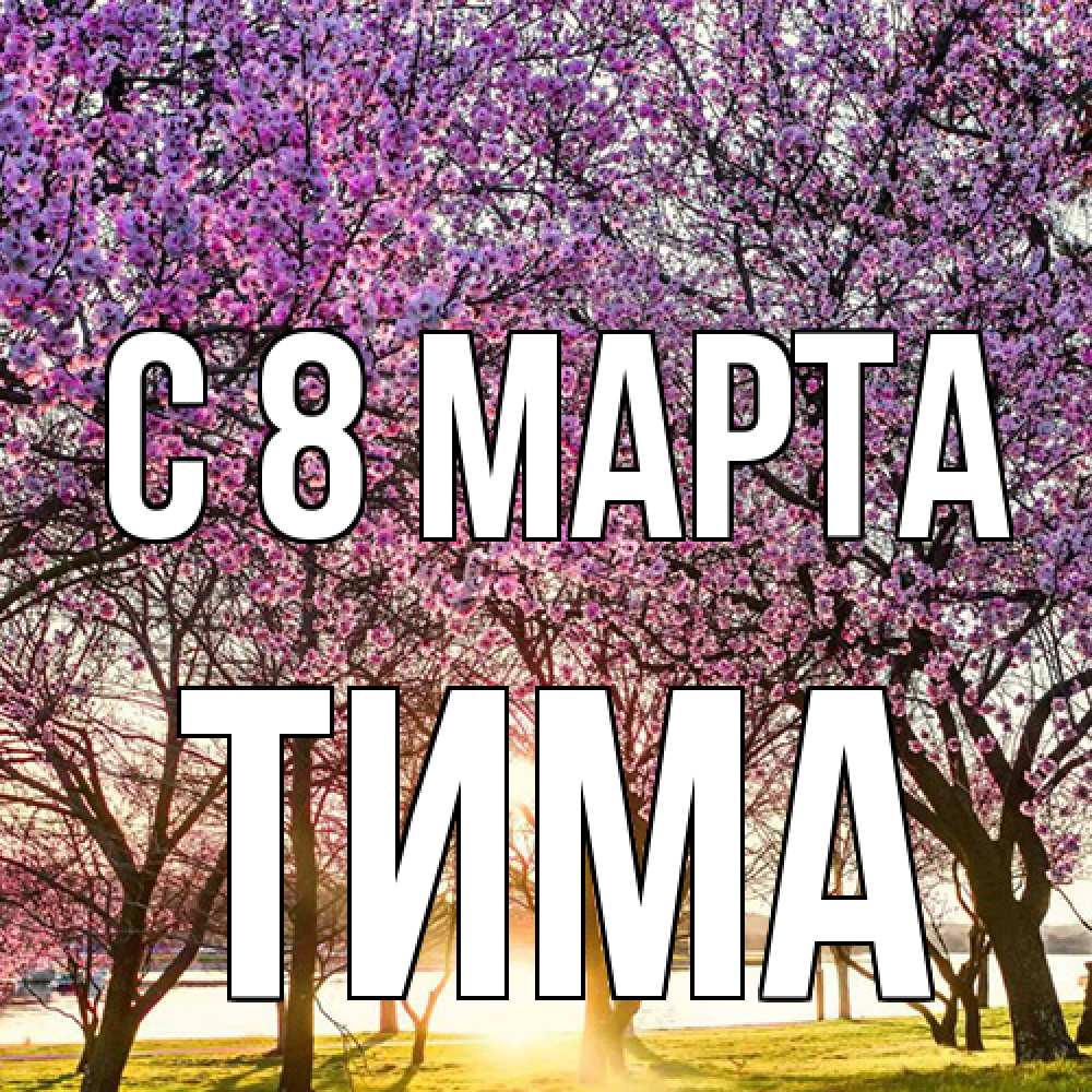 Открытка на каждый день с именем, Тима C 8 МАРТА международный женский день Прикольная открытка с пожеланием онлайн скачать бесплатно 