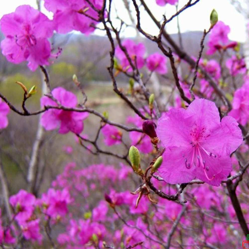 Открытка на каждый день с именем, Cuddles C 8 МАРТА международный женский день Прикольная открытка с пожеланием онлайн скачать бесплатно 