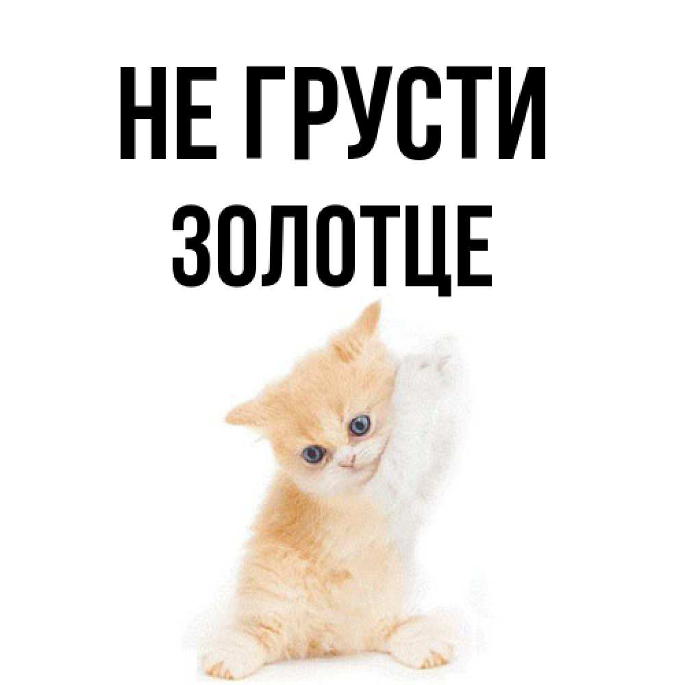Открытка на каждый день с именем, Золотце Не грусти просящий кот Прикольная открытка с пожеланием онлайн скачать бесплатно 