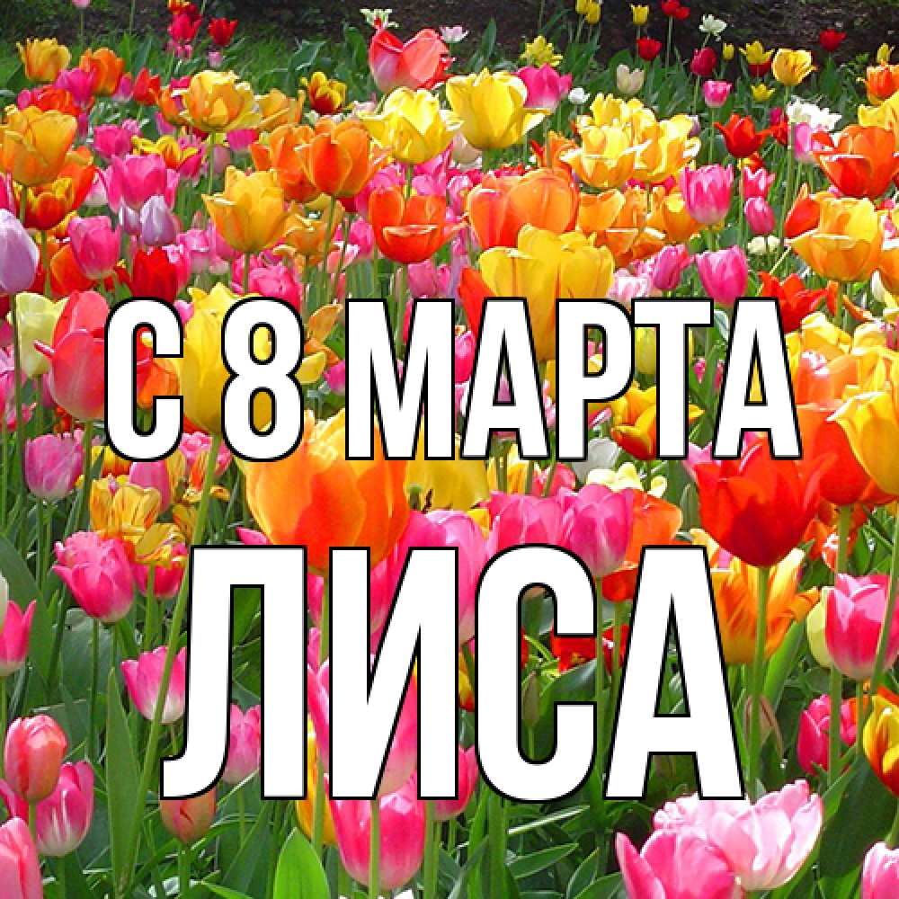 Открытка на каждый день с именем, лиса C 8 МАРТА на международный женский день Прикольная открытка с пожеланием онлайн скачать бесплатно 