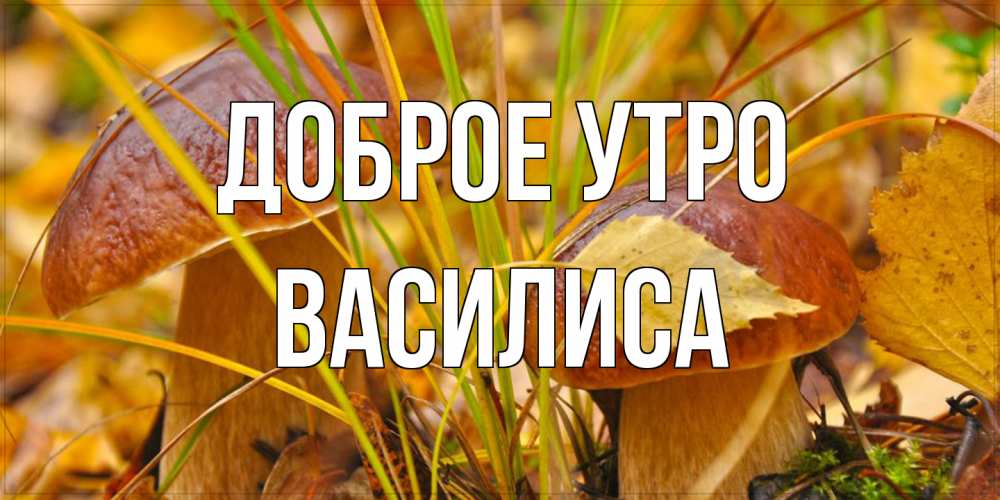 Открытка на каждый день с именем, Василиса Доброе утро осенние грибы Прикольная открытка с пожеланием онлайн скачать бесплатно 
