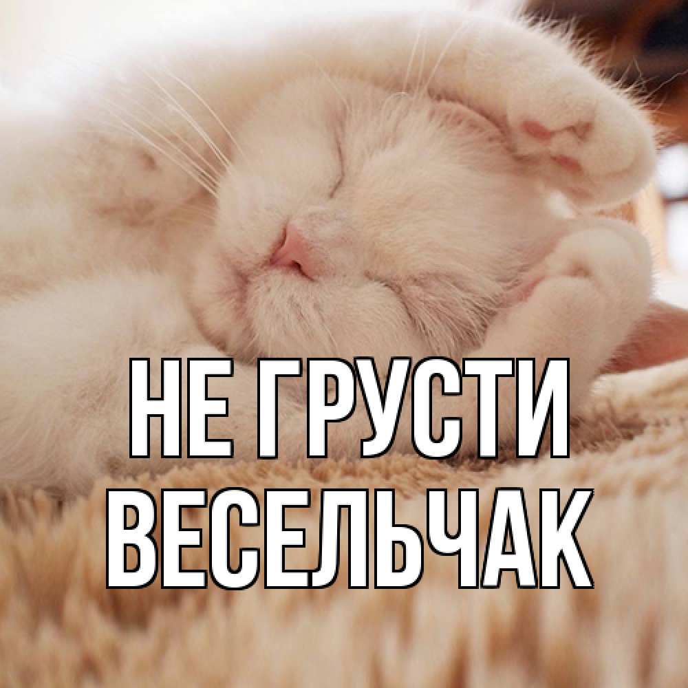 Открытка на каждый день с именем, Весельчак Не грусти белый кот Прикольная открытка с пожеланием онлайн скачать бесплатно 