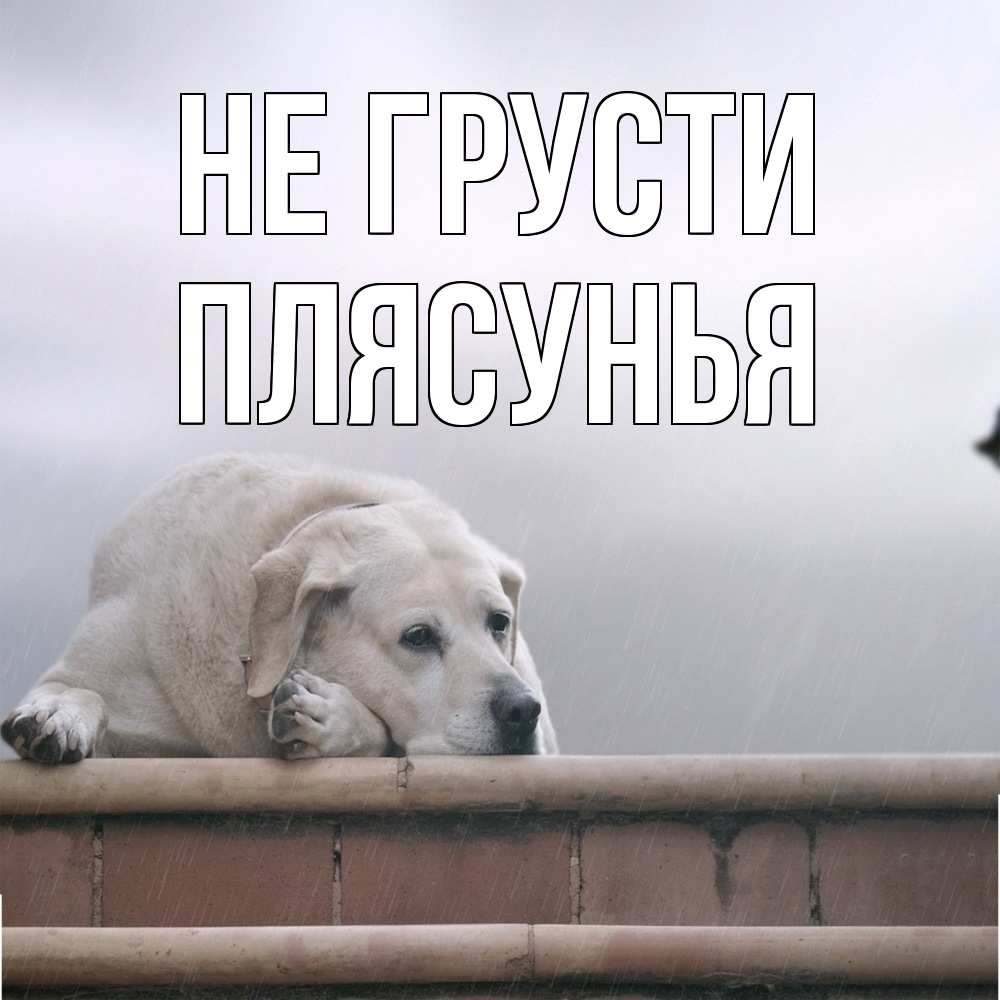 Открытка на каждый день с именем, Плясунья Не грусти белый пес 1 Прикольная открытка с пожеланием онлайн скачать бесплатно 