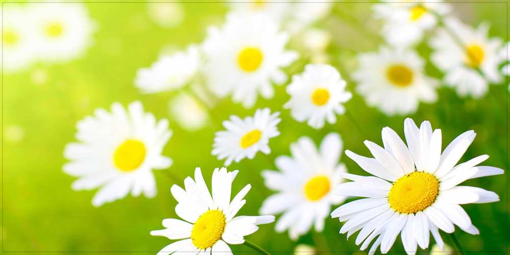 Открытка на каждый день с именем, Всеволод Удачного дня открытка с ромашками на зеленом фоне Прикольная открытка с пожеланием онлайн скачать бесплатно 