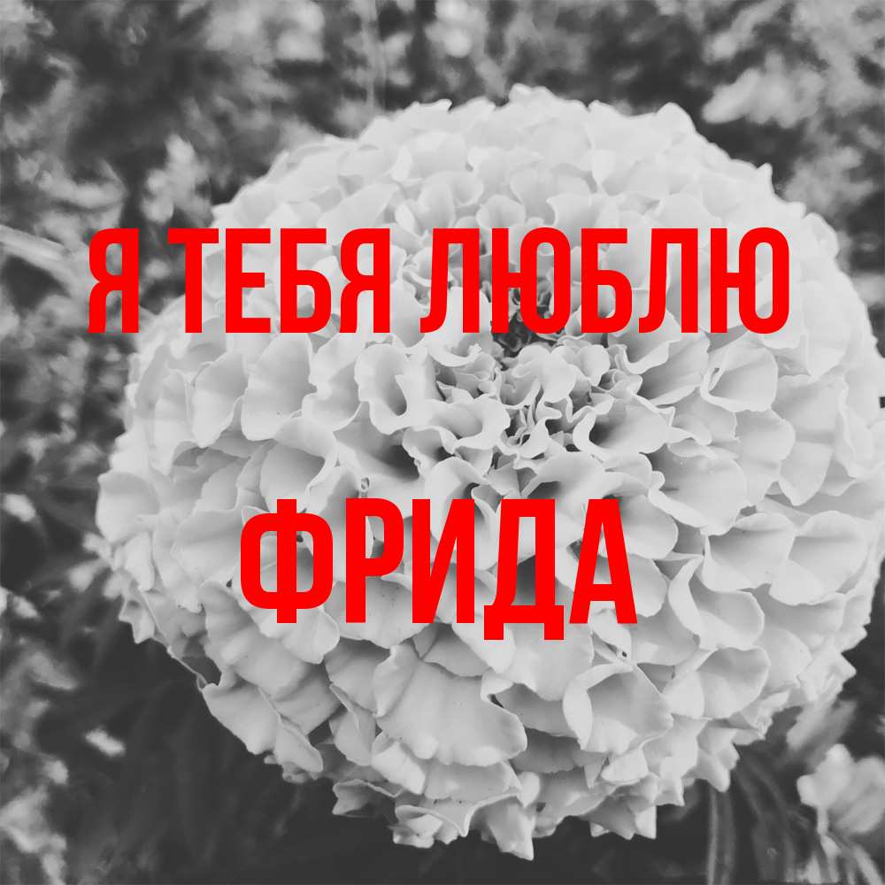Открытка на каждый день с именем, Фрида Я тебя люблю подпись Прикольная открытка с пожеланием онлайн скачать бесплатно 