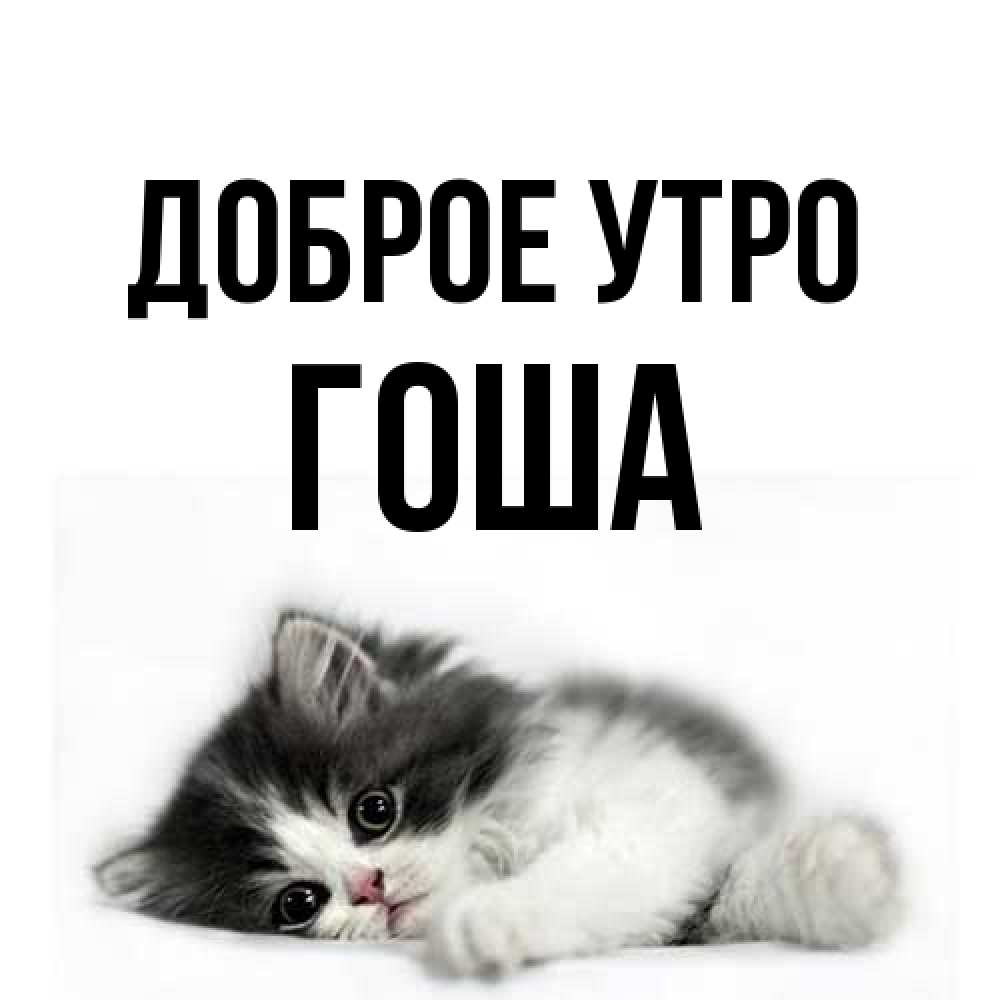 Открытка на каждый день с именем, Гоша Доброе утро кот лапки Прикольная открытка с пожеланием онлайн скачать бесплатно 