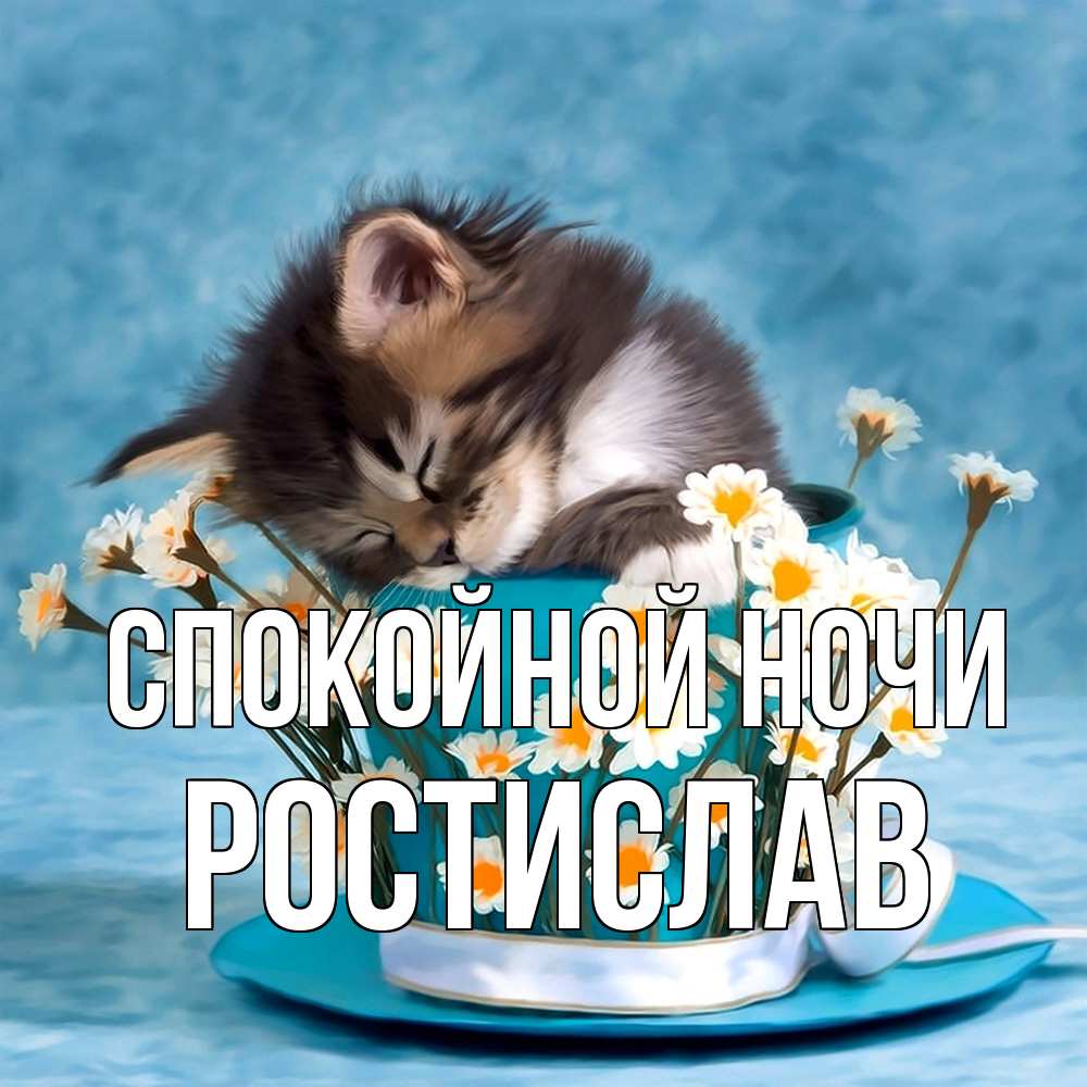 Открытка на каждый день с именем, Ростислав Спокойной ночи котенок спит в кружке с блюдцем Прикольная открытка с пожеланием онлайн скачать бесплатно 
