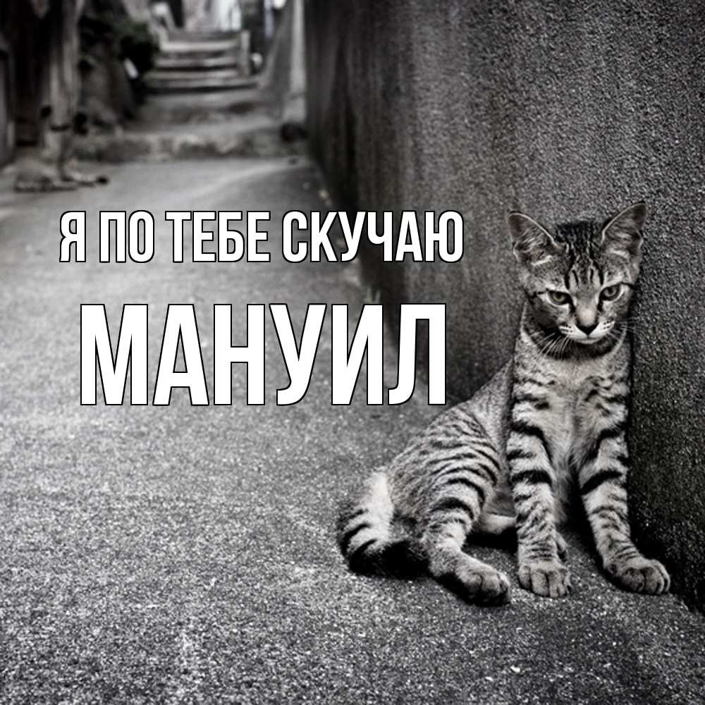Открытка на каждый день с именем, Мануил Я по тебе скучаю одиноко котику Прикольная открытка с пожеланием онлайн скачать бесплатно 