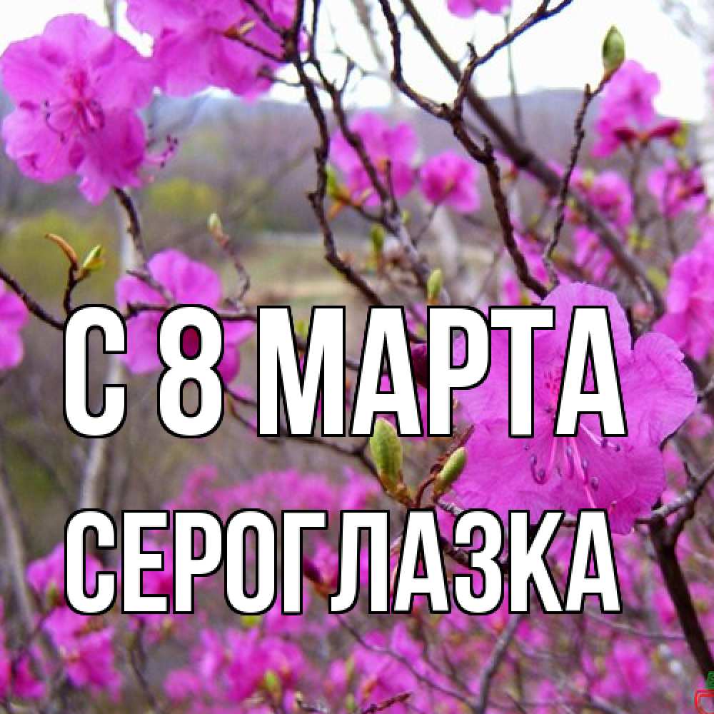 Открытка на каждый день с именем, сероглазка C 8 МАРТА международный женский день Прикольная открытка с пожеланием онлайн скачать бесплатно 