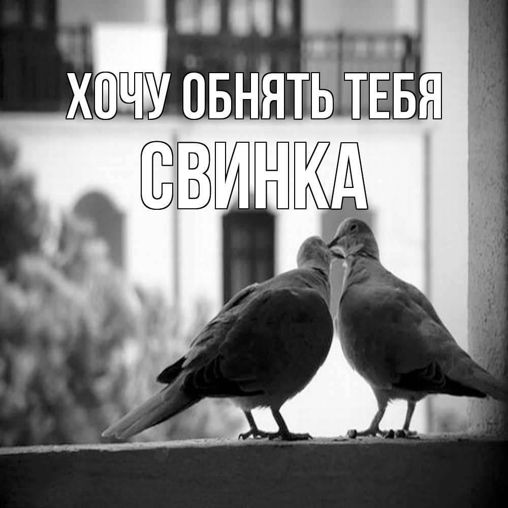 Открытка на каждый день с именем, Свинка Хочу обнять тебя птицы на подоконнике Прикольная открытка с пожеланием онлайн скачать бесплатно 