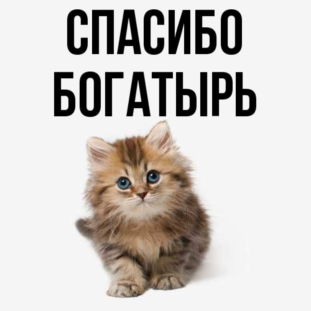 Открытка на каждый день с именем, Богатырь Спасибо пушистый котик Прикольная открытка с пожеланием онлайн скачать бесплатно 