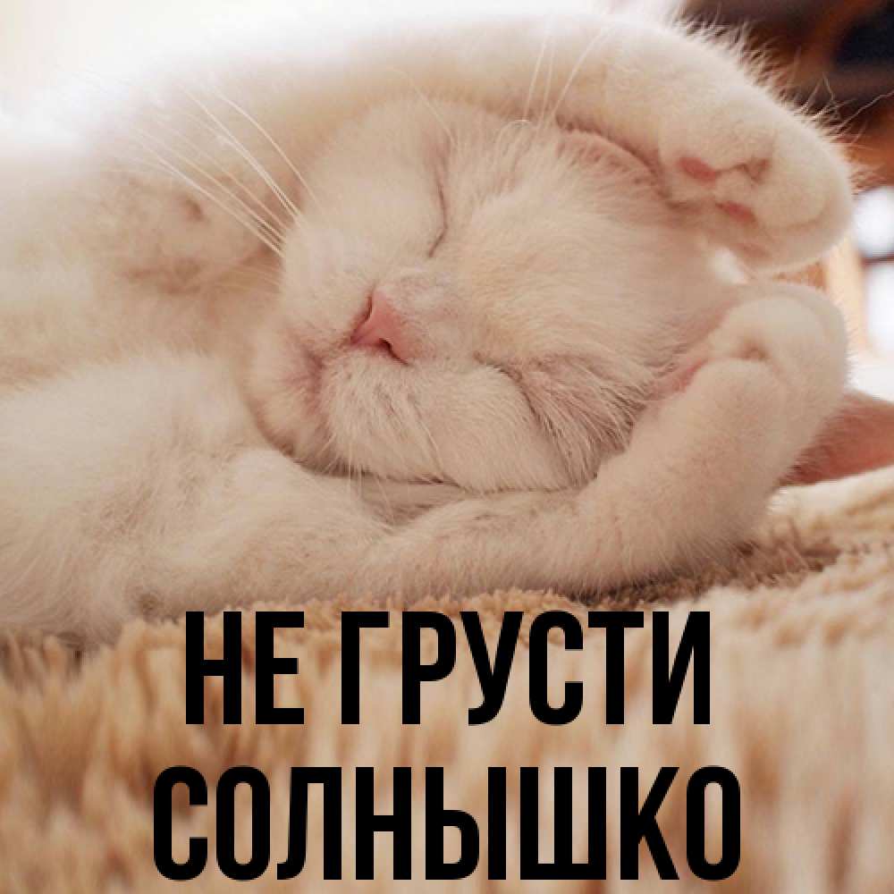 Открытка на каждый день с именем, Солнышко Не грусти Котенок спит Прикольная открытка с пожеланием онлайн скачать бесплатно 