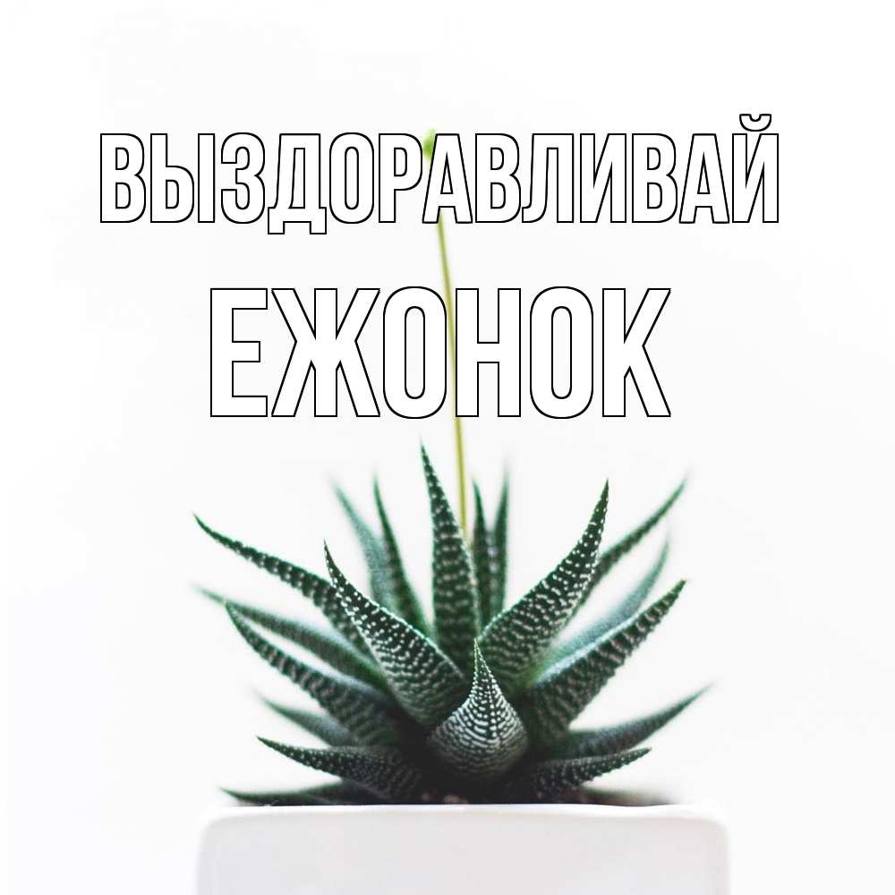 Открытка на каждый день с именем, Ежонок Выздоравливай короче это непонятная колючка Прикольная открытка с пожеланием онлайн скачать бесплатно 