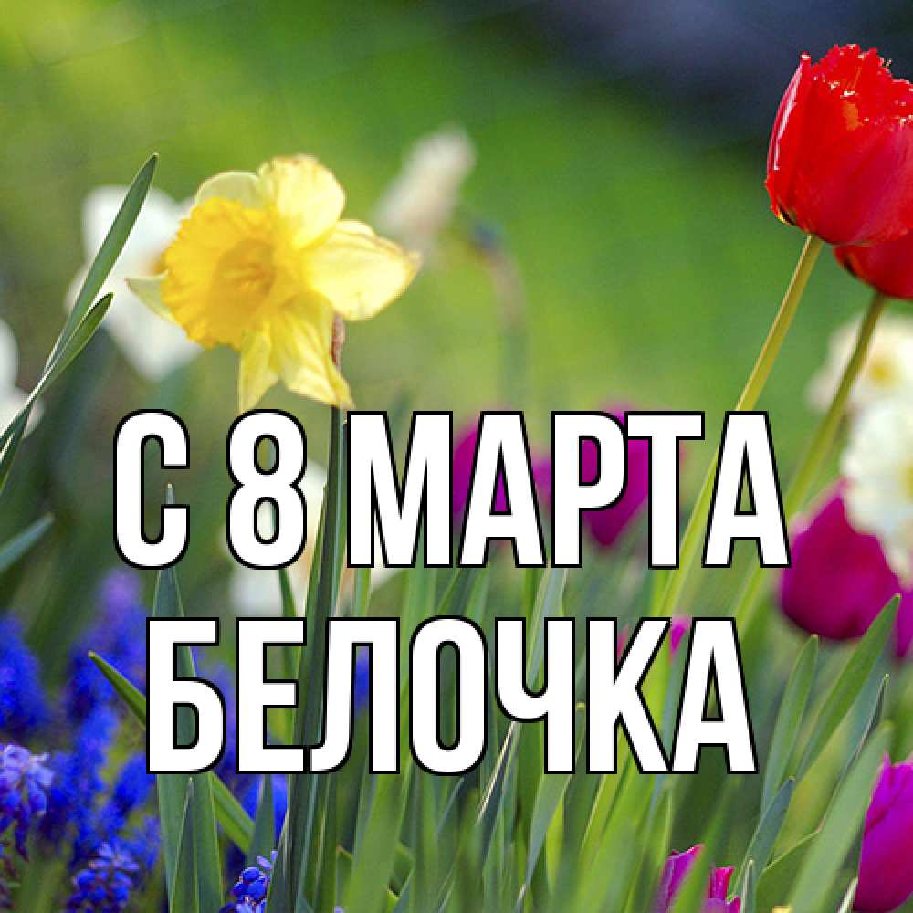 Открытка на каждый день с именем, Белочка C 8 МАРТА международный женский день 3 Прикольная открытка с пожеланием онлайн скачать бесплатно 