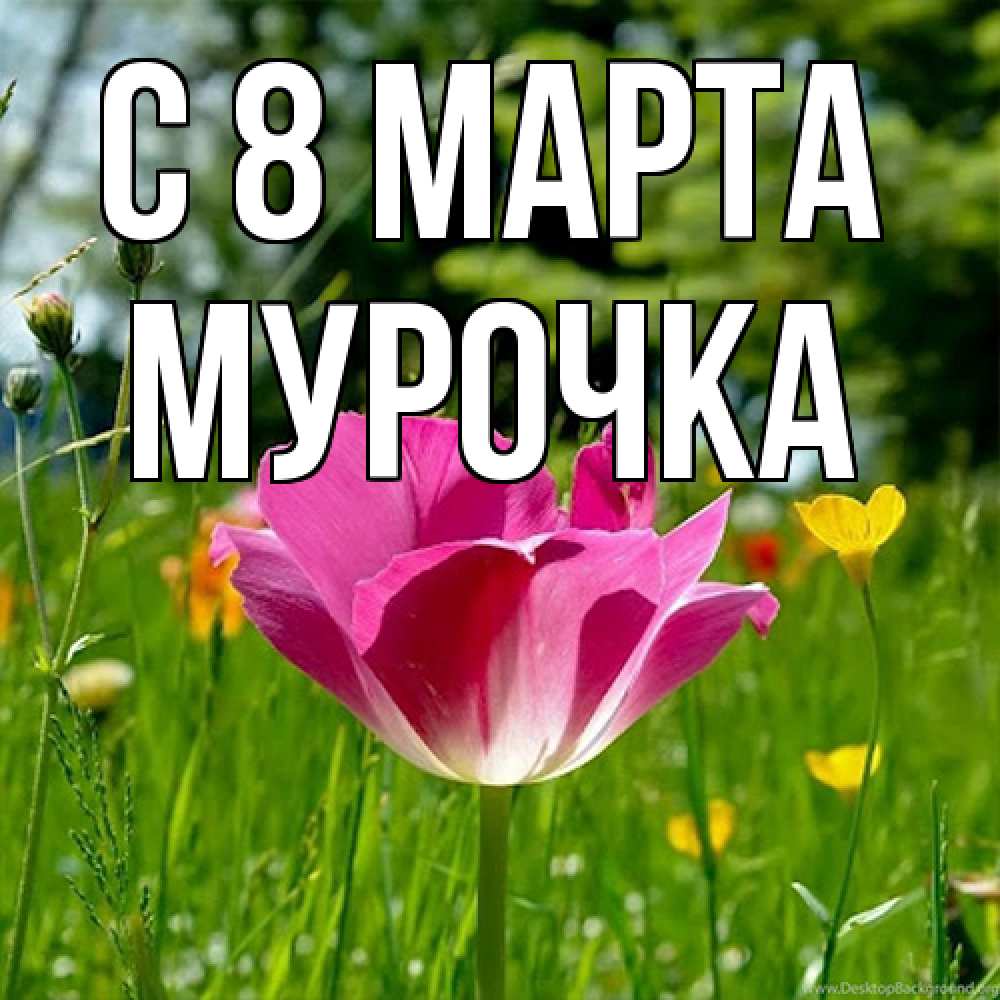 Открытка на каждый день с именем, Мурочка C 8 МАРТА полевые цветы Прикольная открытка с пожеланием онлайн скачать бесплатно 