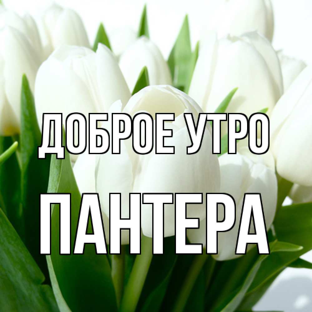 Открытка на каждый день с именем, Пантера Доброе утро открытки на каждый день по именам Прикольная открытка с пожеланием онлайн скачать бесплатно 