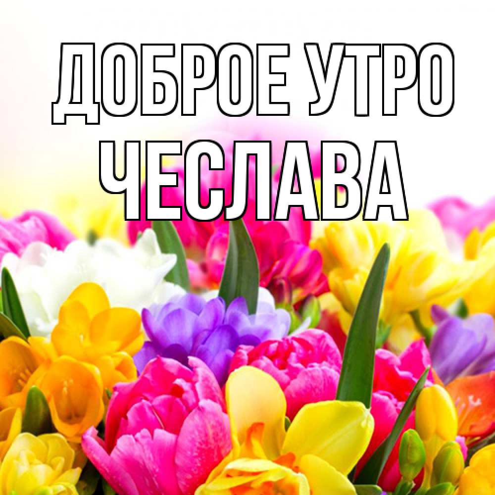 Открытка на каждый день с именем, Чеслава Доброе утро создать открытку со свое подписью Прикольная открытка с пожеланием онлайн скачать бесплатно 