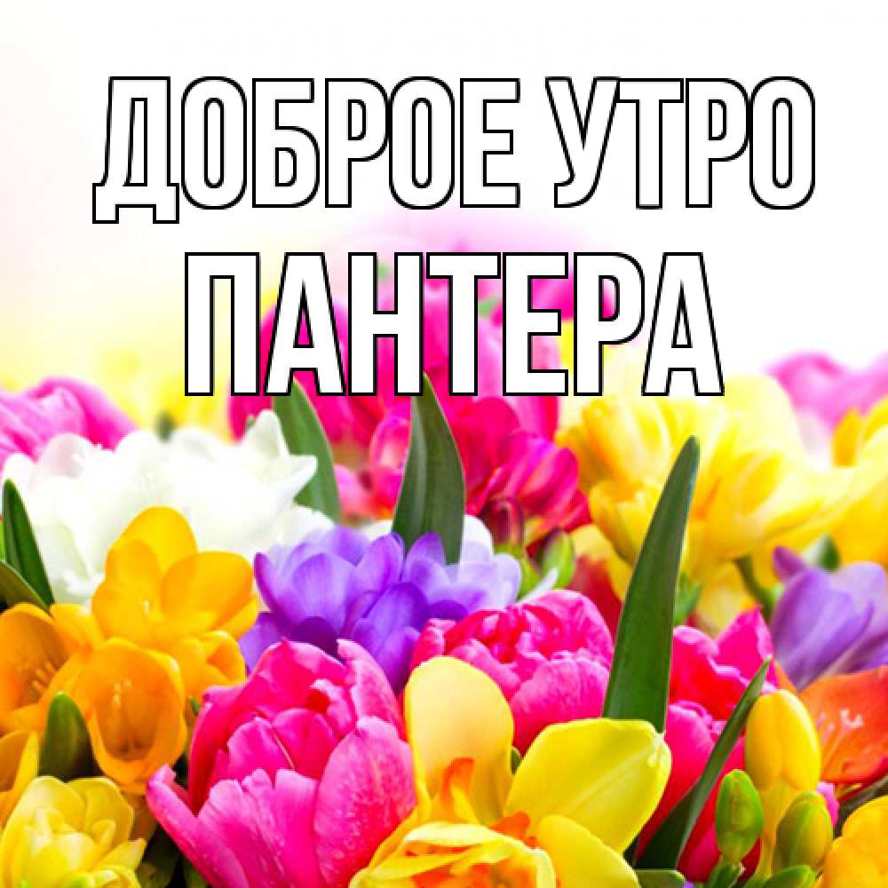 Открытка на каждый день с именем, Пантера Доброе утро создать открытку со свое подписью Прикольная открытка с пожеланием онлайн скачать бесплатно 