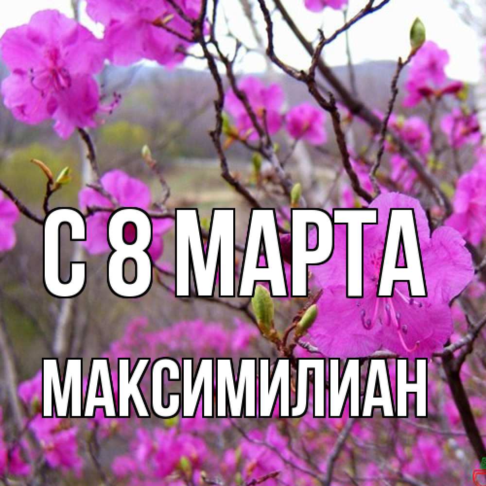 Открытка на каждый день с именем, Максимилиан C 8 МАРТА международный женский день Прикольная открытка с пожеланием онлайн скачать бесплатно 